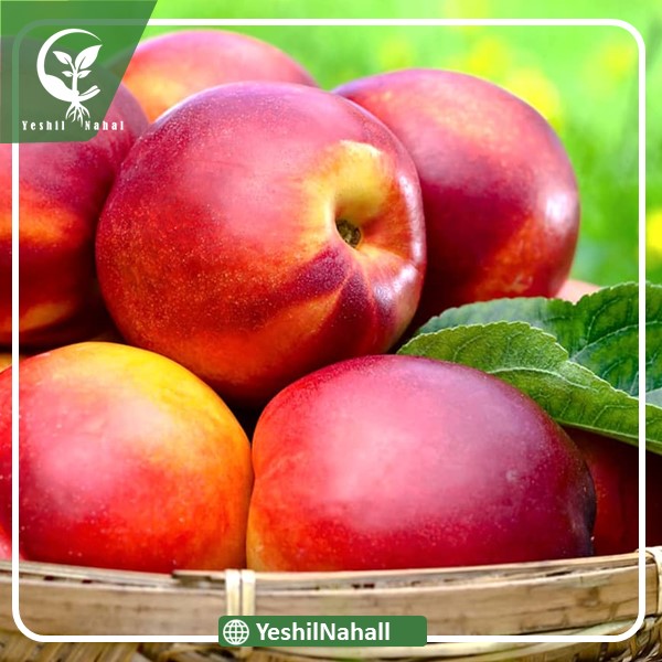 نهال شلیل مغان |نهالستان شلیل پایه رویشی زودبازده